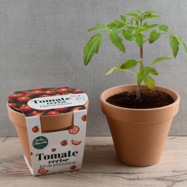 Radis et Capucine - Kit Tomate Cerise Bio - Pot en Terre Cuite Antique - 13 cm - MEDIA_EN_SITUATION_1